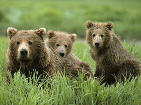 Three Alaska Bears